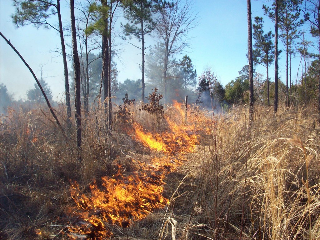 Quail Habitat Management: Controlled Burn | Burnt Oak Lodge